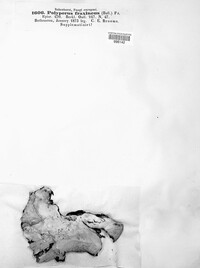 Vanderbylia fraxinea image